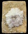 Strotocrinus Crinoid Calyx - Missouri #44012-1
